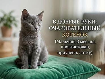 Мышыктар: Мышык бекер берилет: Британ кыска жүндүү, 3 айлык, Эркек, Лотокко барууга үйрөтүлгөн — 1