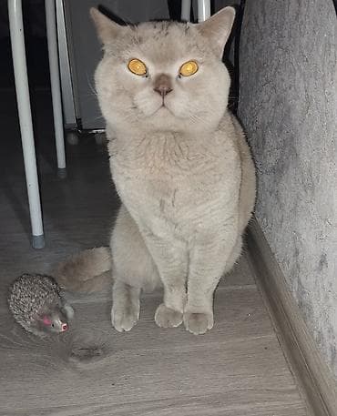 вязка кошка: Ищем кошечку для вязки! — 5