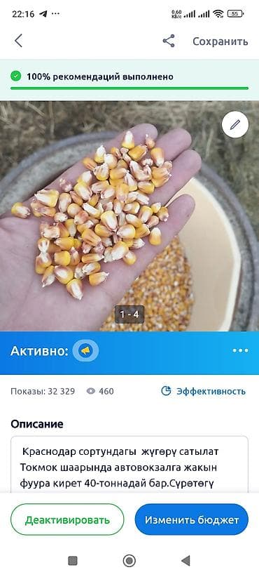 Үй жана бакча: Кукуруза(зерно). Таза кургак жүгөрү сатылат"" Югославский сорт — 9