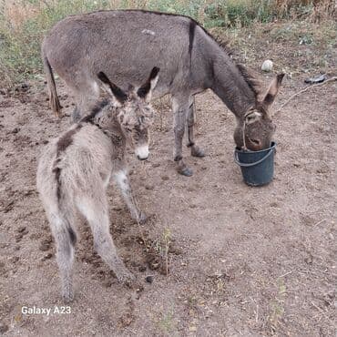 купить измельчитель травы и сена: Ослы — мама с жеребёнком - Пара домашних ослов серой масти: взрослая — 3