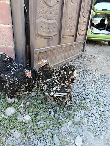 попугай говоряший: Продаю | Инкубационные яйца | Для разведения — 4