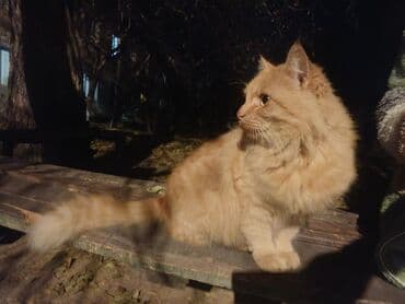 Иттер: Пушистая рыжая кошка, очень крупная, ласковая!!! Прибилась ко двору — 4