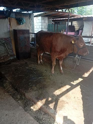 милые животные: Продаю | Тёлка | Для разведения | Нетель — 1