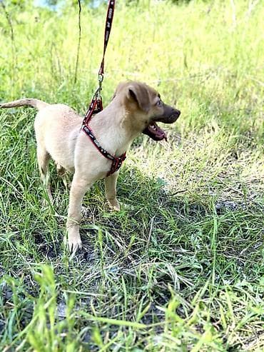 куда отдать собаку бесплатно: Собака даром: Дворняжка, 3 месяца, Самец, С прививкой — 4