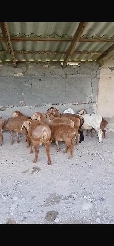 скот крс: Продаю | Овца (самка) | Для разведения — 1