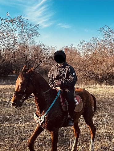 Продаю | Конь (самец)