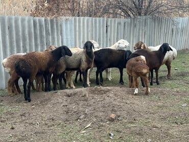 живые рыбки: Продаю | Овца (самка), Ягненок, Баран (самец) — 2