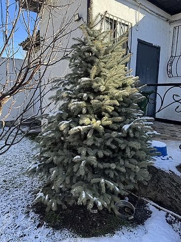 Рассада деревьев: Ели, Самовывоз