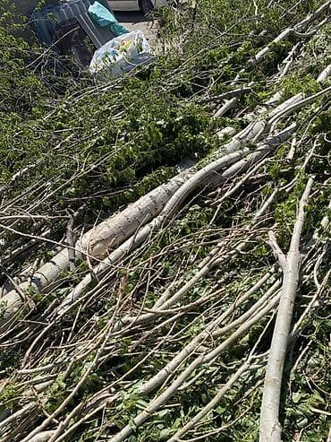 Дрова Тополь at lalafo.kg Дрова Тополь