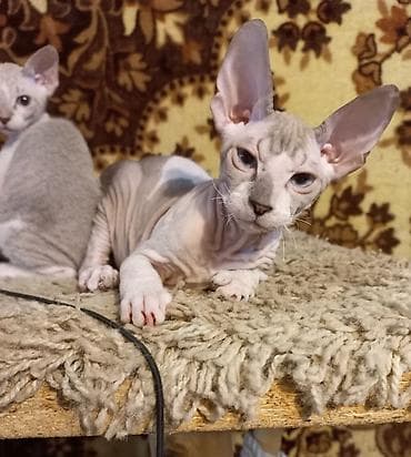 свинкс кот: Голубоглазые 3-х месячные котята донских сфинксов мальчик и девочка — 4