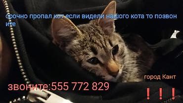 кошка шотландец: Пропала : Беспородная, Мальчик, Шоколадный — 3