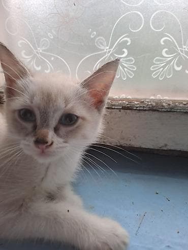бенгалская кошка даром: 3 месяца, Мальчик, Приучена к лотку — 3