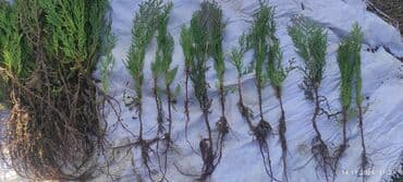 саженцы карликовых плодовых деревьев: Саженцы деревьев: Туи — 4