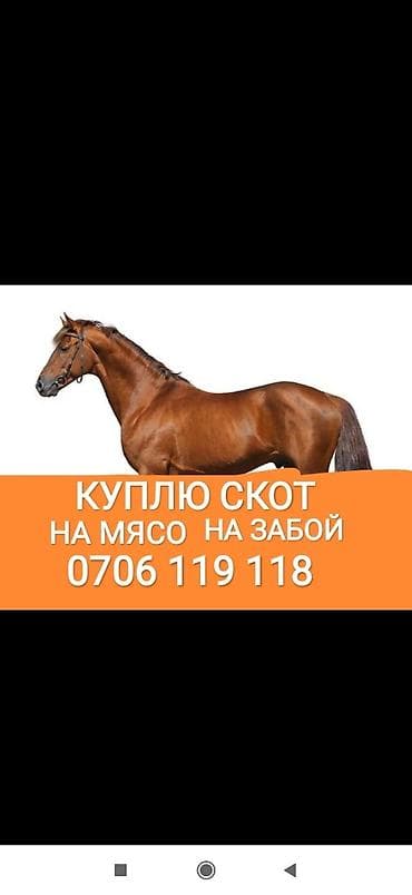 Куплю | Коровы, быки, Лошади, кони, Другие с/х животные | Круглосуточно, Любое состояние, Забитый