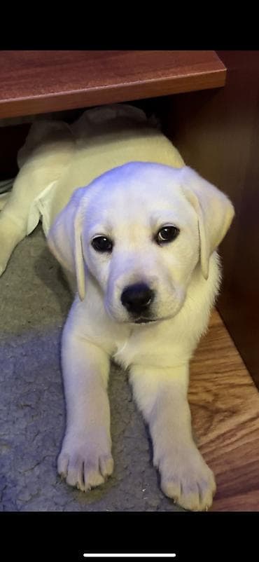 Лабрадор щенок есть щенячья карта прививка есть, девочка. знает