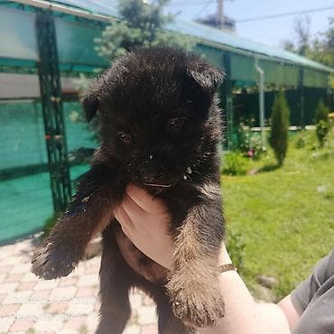 Продажа собак: Овчарка, 1 месяц, Самец — 5