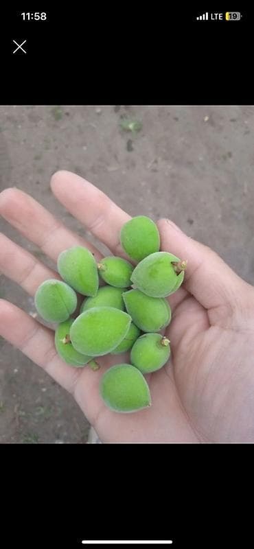 мака прес: Зелёный абрикос — 1