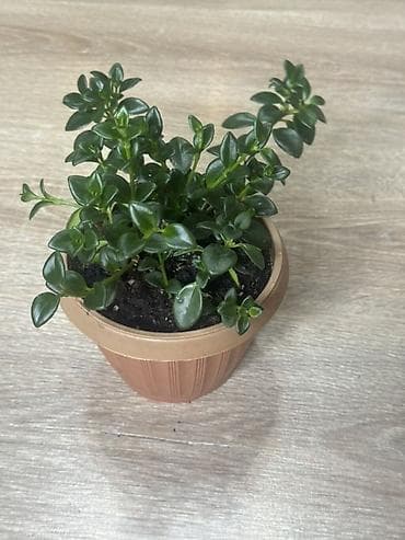 Гипоцирта (Hypocyrta / Nematanthus) — яркий акцент для вашего дома 🌿 — 2