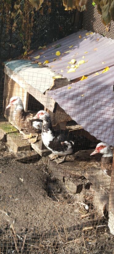 Индоутки,Селезень и 2.утки весенние этого года 2200т.сом