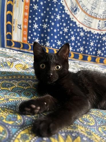 лысые котята: 4 месяца, Мальчик, С прививками — 3