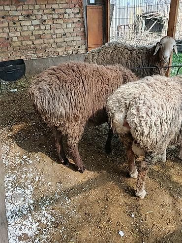 Баран, овца: Продаю | Овца (самка) | Для разведения | Матка — 5