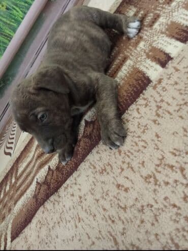 животные в добрые руки: Амстафф, 2 месяца, Самка, С прививкой — 1