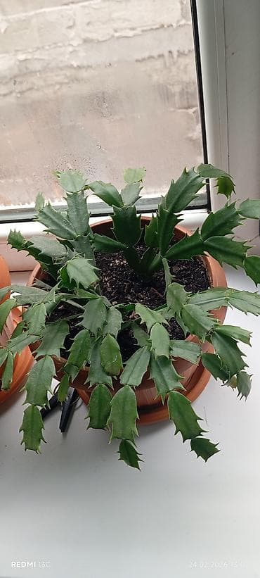 трехгранный кактус молочай: Эпифиллум (декабрист, шлюмбергера) в горшке. - Компактный куст с — 3