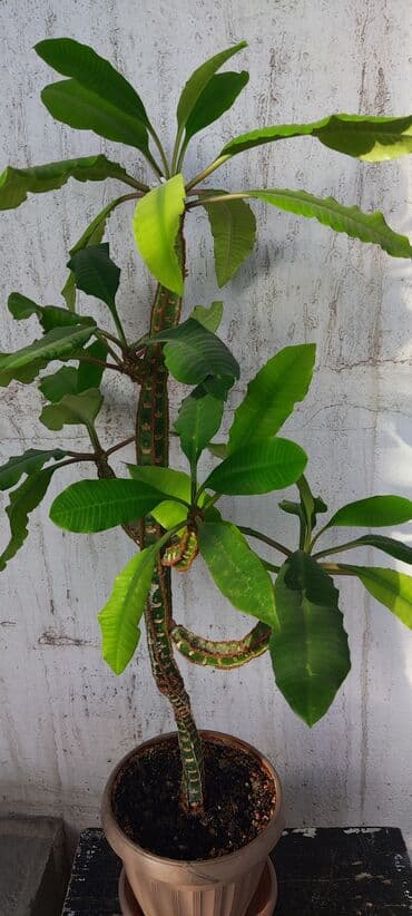 стоимость аквариума: Домашние и комнатные цветы в горшках. Герань, Алоэ, долларовое дерево — 9