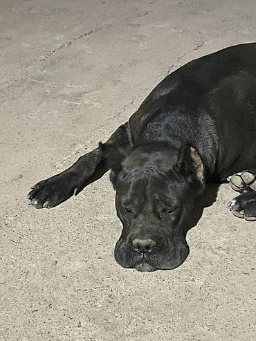 собака кане корсо: Кане-корсо, 2 года, Самка — 2