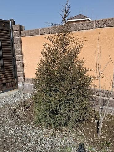 комнатный гулдор: Хвойное декоративное дерево для участка - Порода: можжевельник/туя — 1