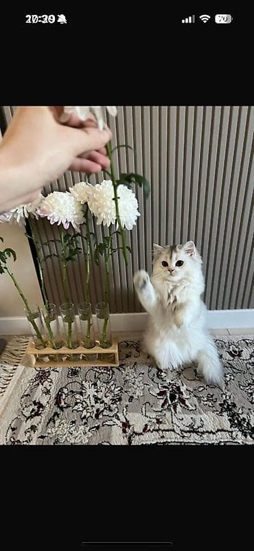 кошки в бишкеке: Скотиш Фолд (Шотландская вислоухая), 2 месяца, Девочка — 4