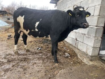 продаю в связи с переездом: Продаю | Корова (самка) | Для разведения, Для молока | Племенные, Стельные, Искусственник — 8