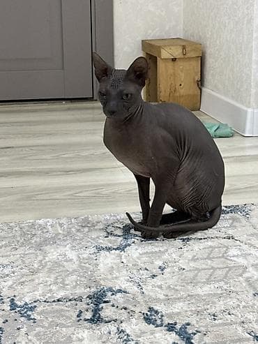 котята сфинкс: Канадский сфинкс, окраc — сплошной чёрный (ebony/black). Лысая порода — 1
