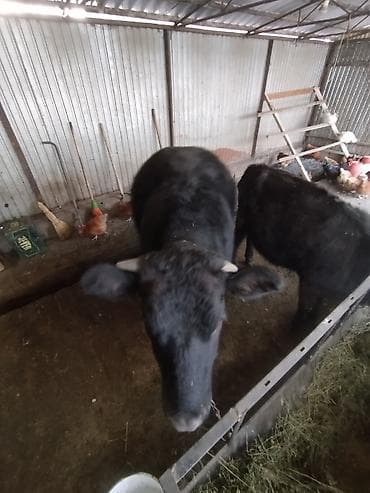 Продаю | Тёлка | Швицкая | На откорм | Привязанные