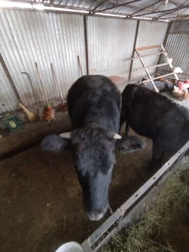 Услуги ветеринара: Продаю | Тёлка | Швицкая | На откорм | Привязанные — 1