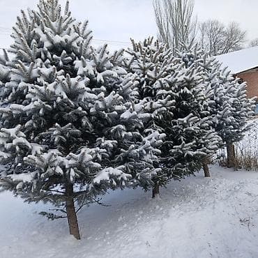 триммер садовый: Саженцы деревьев: Ели — 6