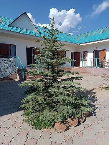 3 3: - садовая зона с плодовыми деревьями (абрикосы), скамьи и топчаны для — 1