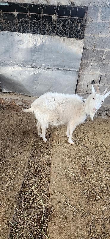 Иттер: Сатам | Эчки (ургаачы) | Аргын | Көбөйтүү үчүн — 1