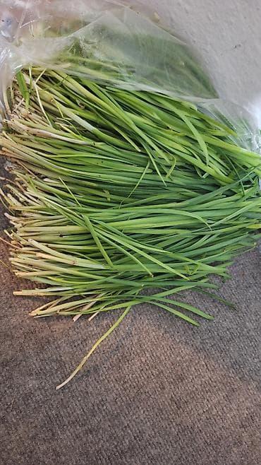 Зелень и микрозелень