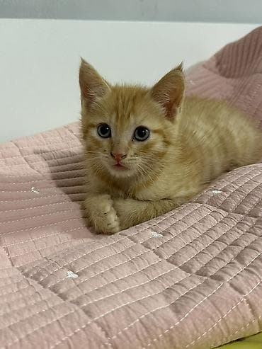 коты бишкек: Котенок мальчик 3 мес — 3