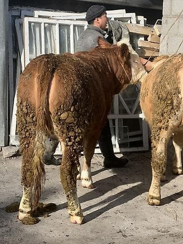 Грызуны: Продаю | Бык (самец) | Симментальская | На откорм | Привязанные — 5