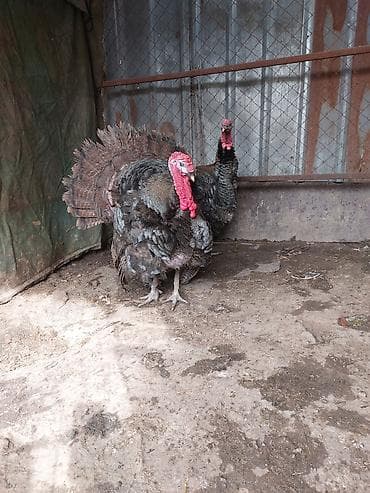 продам голубей: Продаю | Индюк (самец) | Для разведения | Племенные — 4