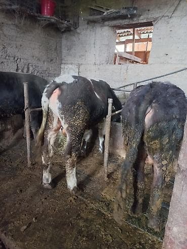 продам ягнят: Продаю | Бык (самец) | На откорм | Привязанные — 3