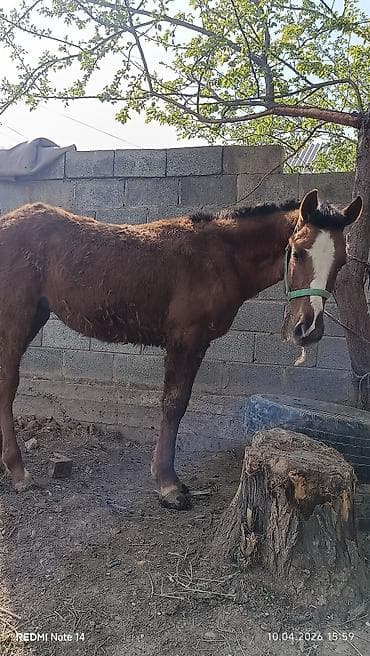 Продаю | Жеребенок | Конный спорт