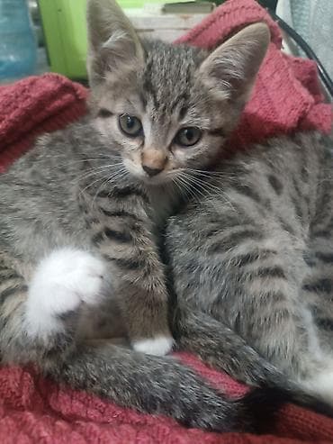 купить сиамских котят: Котята, тигровые полосатые, короткошёрстные. Описание: - Два ласковых — 2