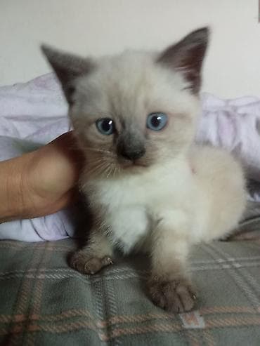 сибирская гладкошерстная кошка: Котёнок с ярко-голубыми глазами и колор-пойнт окрасом (светлое тело — 2