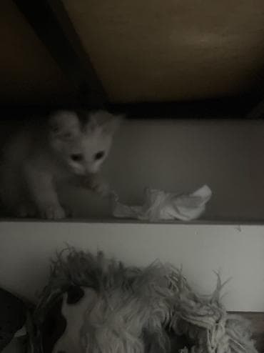 голубей птицы: Отдаются в добрые руки котята. Белые котята с пушистой шерсткой и — 3