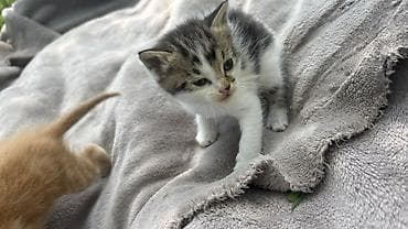 помёта: Котята, помёт из 4 малышей. - Окрас: два полосатых бело-тигровых — 4