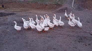 А/ч жаныбарларын сатам: Домашние гуси, белые, молодняк и взрослые. Поголовье на фото — стадо — 3