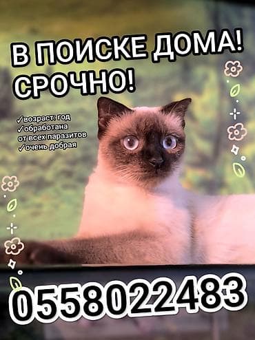 Мышык бекер берем: Мышык бекер берилет: Сиам, 1 жаш, Ургаачы, Лотокко барууга үйрөтүлгөн, Аргын, Курттардан тазаланган — 1